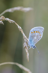 Small butterfly dove sits on a dry spikelet of grass