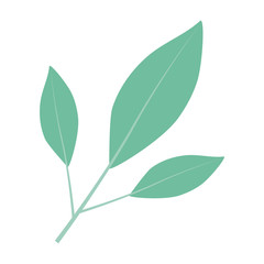 white background of branch with leaves in closeup vector illustration