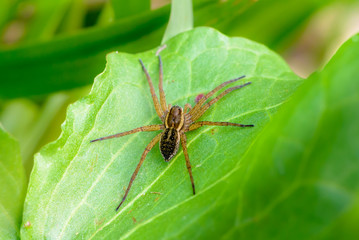 Huge brown spider sits on a green leaf