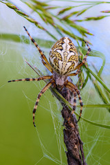 Huge spider sits in the nest of its web © alex_1910