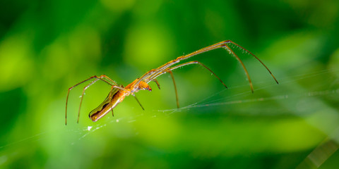 Elegant spider with very long paws sits in its web on a green background