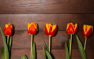 beautiful spring tulips lie on a wooden background. concept of spring. place for text