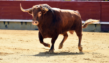 bullfight in spain