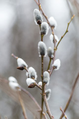 Pussy willow branches with white catkins closeup natural background, selective focus