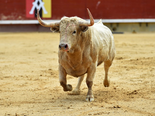 toro español en plaza de toros