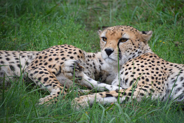 Couple of cheetahs resting in green grass