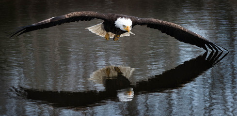 An eagle bearing down on their prey!