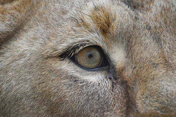 Eye of the lioness extreme close up © breakingthewalls