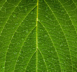 Green leaf background