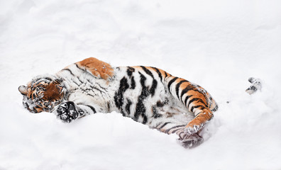 Fototapeta premium Siberian tiger playing in white winter snow