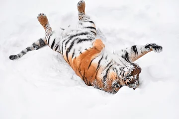 Papier Peint photo Lavable Tigre Siberian tiger playing in white winter snow