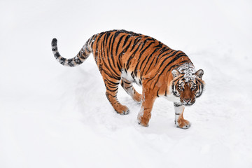 Naklejka premium Tygrys syberyjski stojący w białym śniegu zimą