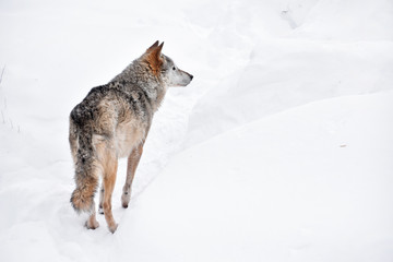 Vue arrière du loup gris debout en hiver neige jour