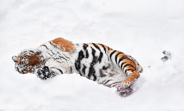 Siberian tiger playing in white winter snow