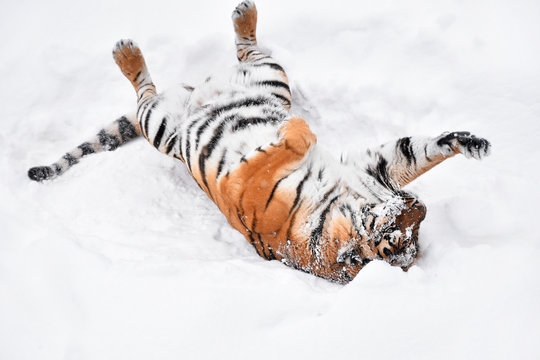 Siberian tiger playing in white winter snow