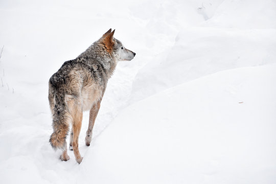 Fototapeta Rear view of grey wolf standing in winter snow day