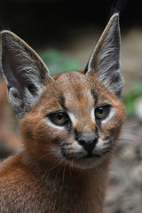 Obraz premium Close up portrait of baby caracal kitten