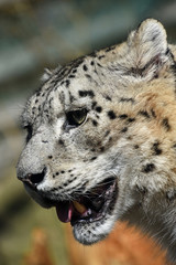 Close up side portrait of snow leopard