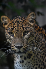 Close up portrait of Persian leopard