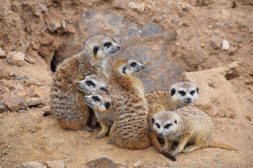 Close up portrait of meerkat family looking away
