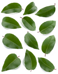 Green leaves collection