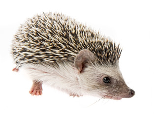 Four-toed Hedgehog (African pygmy hedgehog) - Atelerix albiventris