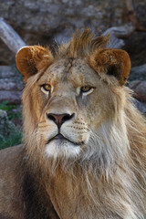 Close up portrait of young male African lion
