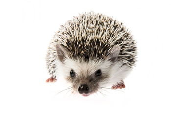 Four-toed Hedgehog (African pygmy hedgehog) - Atelerix albiventris
