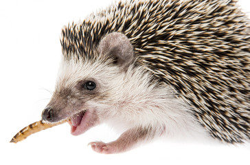 Four-toed Hedgehog (African pygmy hedgehog) - Atelerix albiventris