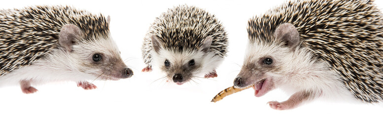 Four-toed Hedgehog (African pygmy hedgehog) - Atelerix albiventris