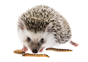 Four-toed Hedgehog (African pygmy hedgehog) - Atelerix albiventris