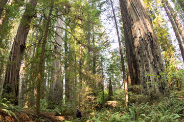 trying to find some ewoks