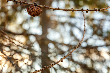 Beautiful larch cones and branch twig with green background. Closeup of opening bud of European Larch, Larix Decidua . Natural forest view nature flora ecology concept