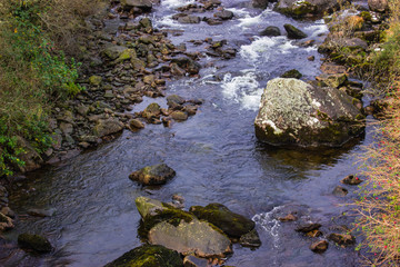 small river between tree and grass yellow green and red color