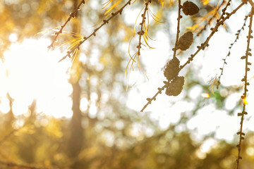 Beautiful larch cones and branch twig with green background. Closeup of opening bud of European Larch, Larix Decidua . Natural forest view nature flora ecology concept