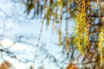 Naklejka premium Beautiful larch cones and branch twig with green background. Closeup of opening bud of European Larch, Larix Decidua . Natural forest view nature flora ecology concept