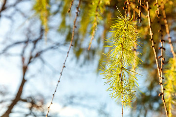 Beautiful larch cones and branch twig with green background. Closeup of opening bud of European Larch, Larix Decidua . Natural forest view nature flora ecology concept