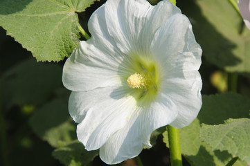 A white flower