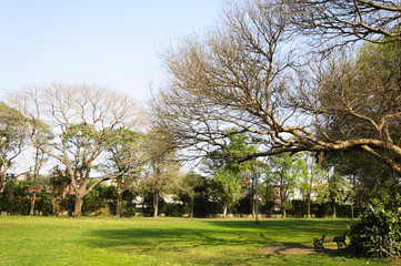 Leafless trees and green grass