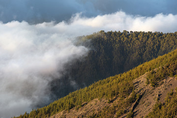 Sea of clouds in the forest of teide national park, Tenerife, Canary islands, Spain.