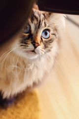 A close-up of a cat that is partially hidden and looking up