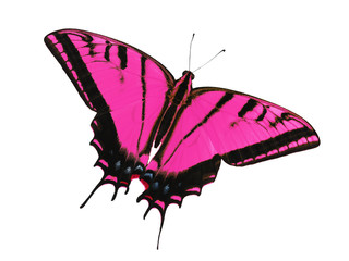 Two-tailed swallowtail butterfly, Papilio multicaudata, isolated on white background. The largest of the US tiger sawllowtails, this one has even three tails on each wing. Color change to magenta