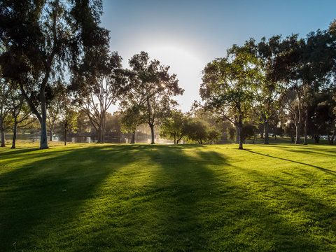 Park With Trees