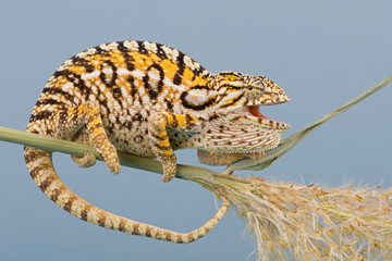 Naklejka premium Chameleon (Furcifer lateralis)/Carpet Chameleon basking on plant stem