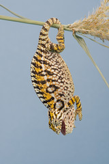 Naklejka premium Chameleon (Furcifer lateralis)/Carpet Chameleon basking on plant stem