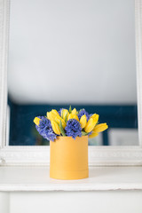 Sunny spring morning. Bunch of blue hyacinths and yellow tulips on white table. Present for a girl. Flowers bouquet in box