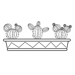 Set of cacti in a long box.