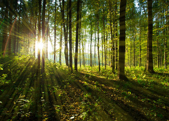 Fototapeta premium drzewa leśne