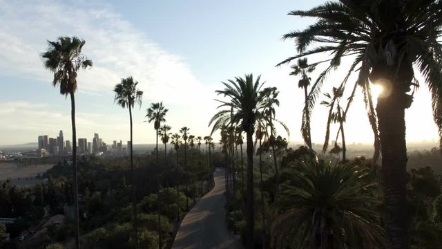 Drone view through tall palm trees to downtown Los Angeles
