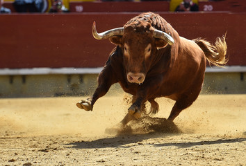bull in spain